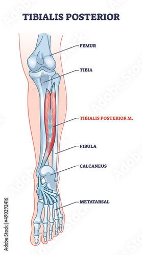 Tibialis posterior muscle and human leg skeletal structure outline diagram. Labeled educational foot anatomy with femur, tibia, fibula or metatarsal location vector illustration. Long bones model.