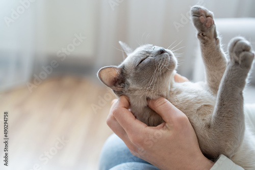 The relationship between a cat and a person. The girl's hands caress the cat. Burmese cat sleeping.