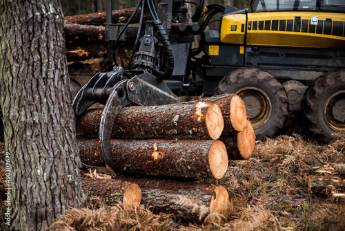 porter or forwarder collecting pine trunks for storage