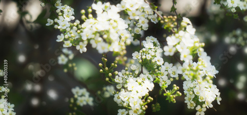 flowering tree branch in springtime, closeup of white blossoms in sunshine, floral beauty in nature concept for condolence card, selective sharpness