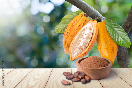 Cocoa fruit on tree branch and dried cocoa beans with chocolate powder in wooden bowl on wooden table with green nature blurred background.