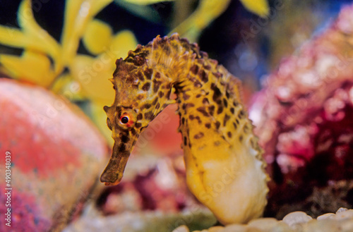 A seahorse also written sea-horse and sea horse is any of 46 species of small marine fish in the genus Hippocampus.