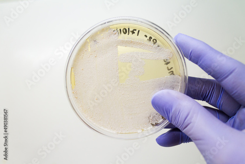Actinobactérias em Placa de Petri.