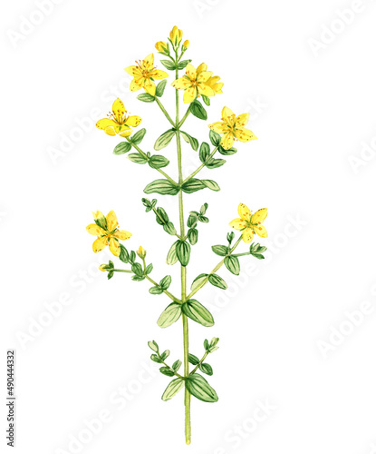watercolor drawing plant of perforate St John's-wort, Hypericum perforatum isolated at white background , hand drawn botanical illustration