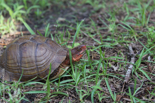 Box Turtle Roaming Through Yard in Eastern Texas