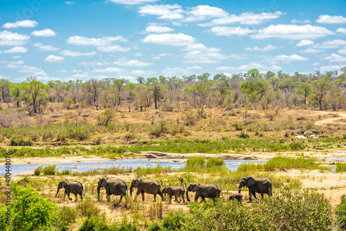 Group of Elephants in african Kruger National Park