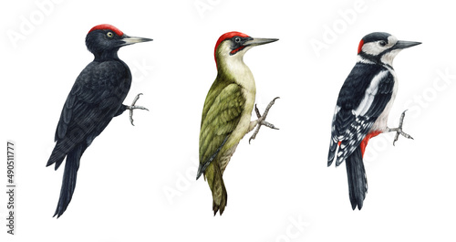 Woodpecker bird watercolor illustration set. Hand drawn realistic forest green and black woodpecker collection. Wildlife forest birds. Wood peckers on white background set