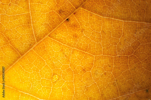 Macro photo of microscopic organic autumn foliage. yellow leaf texture background.