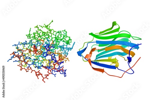 Human sex hormone-binding globulin (SHBP). Crystal structure and molecular model. Rendering based on protein data bank entry 1kdm. Rainbow coloring from N to C. 3d illustration