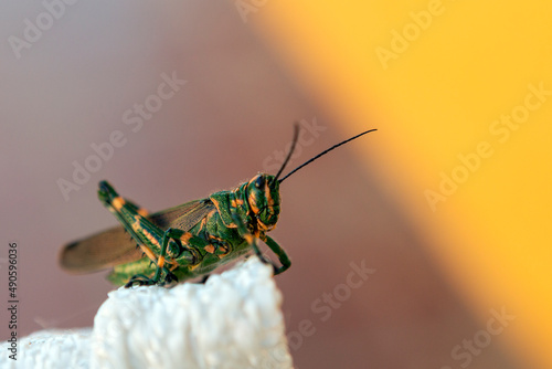 macro photography of a grasshopper