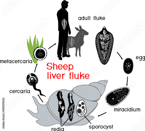 Life cycle of Sheep liver fluke (Fasciola hepatica) with intermediate (mollusk) and main hosts (human, sheep) isolated on white background