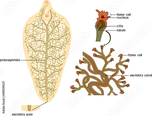 Excretory system (protonephridia and flame cell) of Sheep liver fluke (Fasciola hepatica) isolated on white background