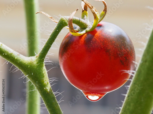 Cherry Tomato Midnight Snack