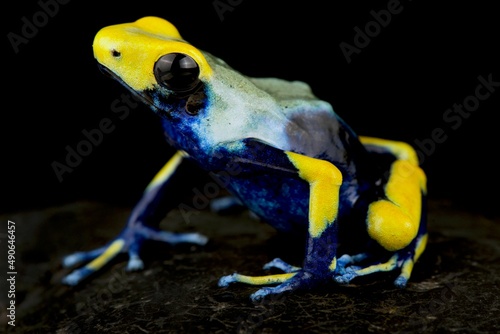 Dyeing poison dart frog (Dendrobates tinctorius)