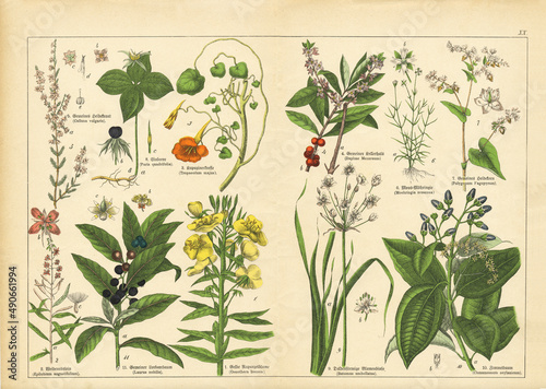 A sheet of antique botanical lithography of the 1890s-1900s with images of plants. Copyright has expired on this artwork.