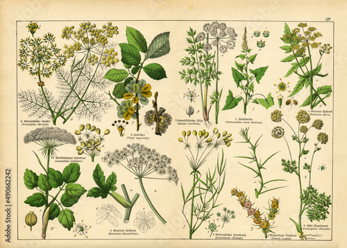 A sheet of antique botanical lithography of the 1890s-1900s with images of plants. Copyright has expired on this artwork.