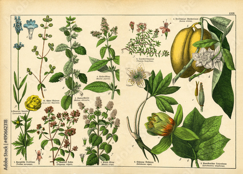 A sheet of antique botanical lithography of the 1890s-1900s with images of plants. Copyright has expired on this artwork.