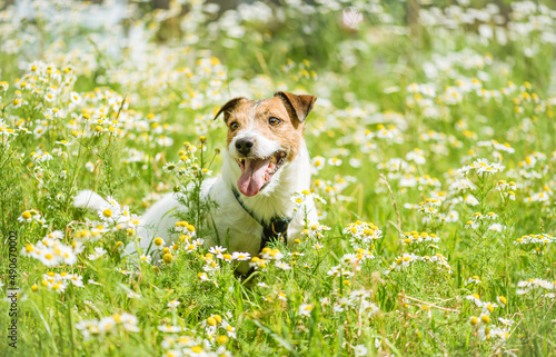 Hello spring concept with happy smiling dog playing among fresh daisy flowers on sunny day
