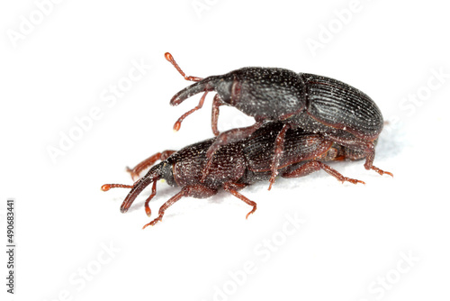 Beetles of a Wheat weevil, grain weevil (Sitophilus granarius) during mating, copulation on a white background.