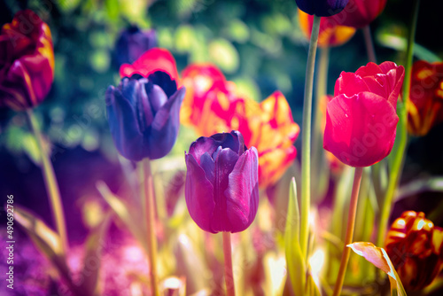 Stimmungsvolle Natur im Frühling mit einem knallbunten Meer aus Blumen. Hoffnung und Liebe in diesem farbenfrohen Blumenfeld aus Tulpen.