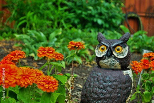 orange Magellan zinnia flowers blooming in the garden next to a realistic owl scarecrow