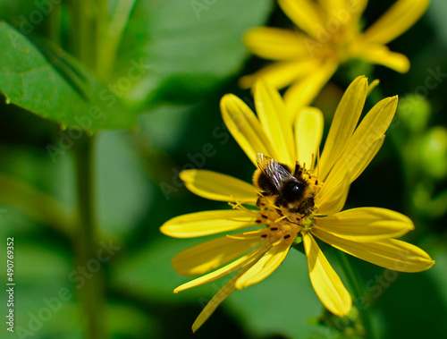 żółty kwiat topinamburu, słonecznik bulwiasty z trzmielem, (Helianthus tuberosus), yellow Jerusalem artichoke flower, Jerusalem artichoke with bumblebee