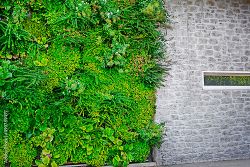 Zielona ściana z roślinami, wertykalny ogród , Green wall with different plants, vertical garden 