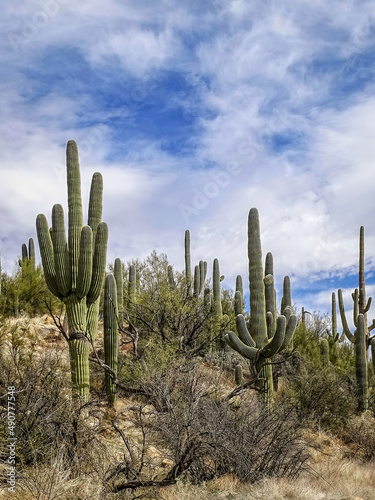 Desert Scene in Tucson Arizona