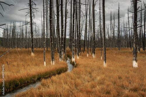 Beautiful view of an autumn landscape with Bobby Sox Trees, Yellowstone National Park, USA