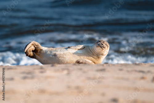 Baby seal enjoying the sun on Sylt beach, Germany