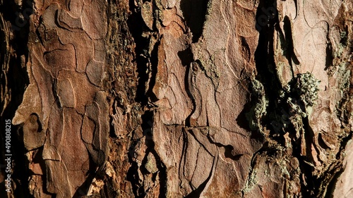 bark of tree