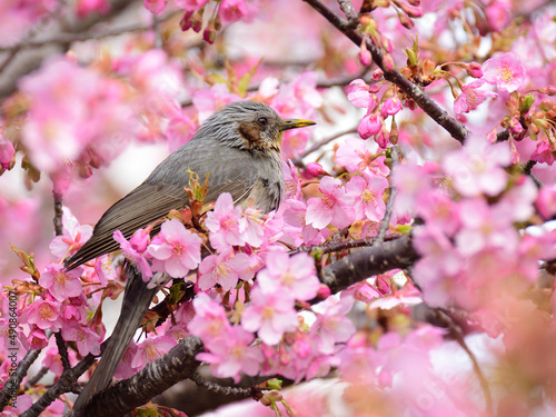 A bulbul facing right perches the branch surronded by kawazu cherry blossoms