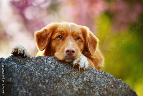 Cute nova scotia duck tolling retriever lying on a rock with pink sakura on background toller