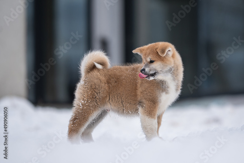 Cute akita inu puppy licking lips in the snow on a blue background. Crazy dog