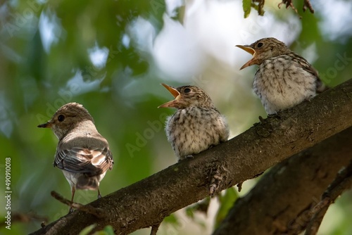 three birds on a branch