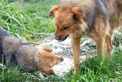 Two aggressive dogs are in conflict with each other