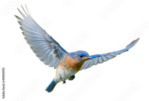 Male eastern bluebird - sialia sialis - in flight showing wing expanded