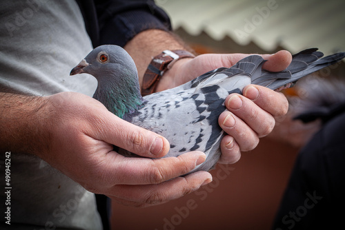 Side view of a handling racing pigeon. Homing pigeon on the hands. A man holding a racing pigeon.