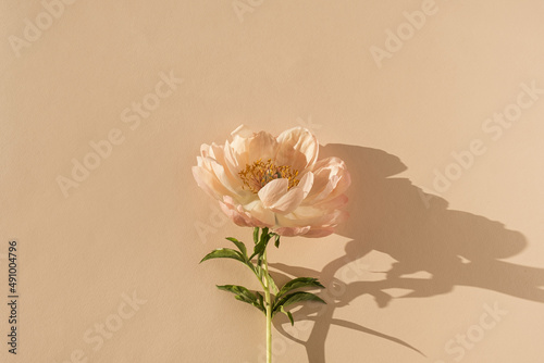 Peachy peony flower on neutral pastel beige background. Minimal stylish still life floral composition