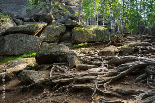 Stones and old tree roots on the ground. Roots in the forest. Mountain close-up. Rocks background with space for design. Product display. National Park "Krasnoyarsk Pillars". Siberia.