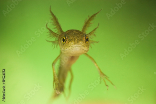 A newt larva stares into the camera 
