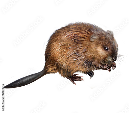 Muskrat, musky rat (Ondatra zibethicus)