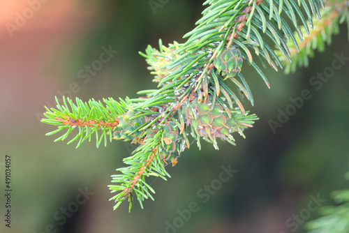 Galls on spruce shoots caused by green spruce gall aphid (Sacchiphantes viridis synonyms: Chermes viridis, Sacchiphantes abietis viridis) on the needles of spruce. To the common pest of spruces.