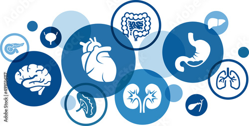 Human organs vector illustration. Blue concept with icons related to medical science & medicine, human physiology & anatomy, internal organs - heart, brain, kidneys, lungs, bladder, intestine.