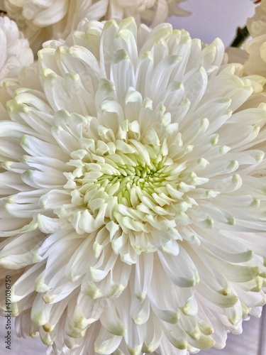 White flower on display. These Flowers are great decoration for wedding backdrop.
