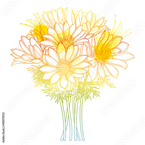 Bouquet with outline Adonis vernalis or spring Pheasant's eye flower and leaves in yellow isolated on white background.