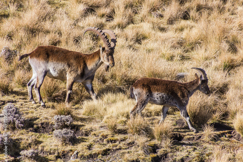 Walia ibexes (Capra walie) in Simien mountains, Ethiopia