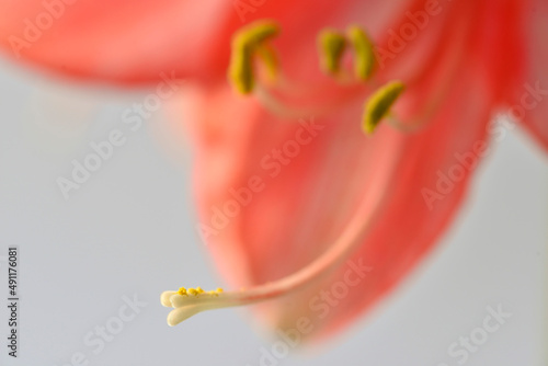 Amaryllis flower, pistil with seeds