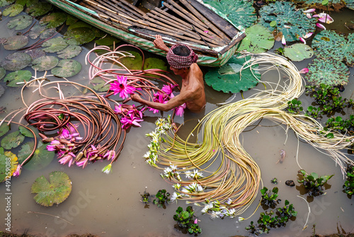 Old man vietnamese picking up the beautiful pink lotus in the lake at an phu, an giang province, vietnam, culture and life concept