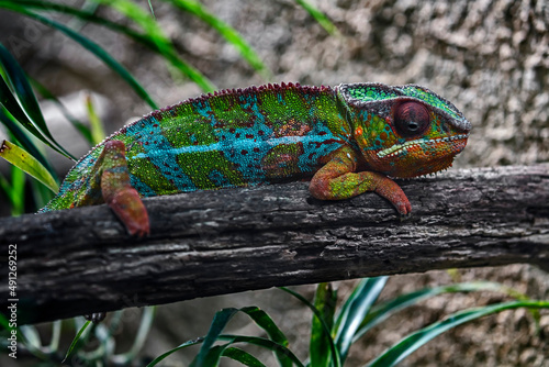 Panther chameleon on the beanch. Latin name - Furcifer pardalis